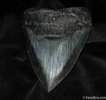 Killer Inch Megalodon Tooth With Stand #576-1